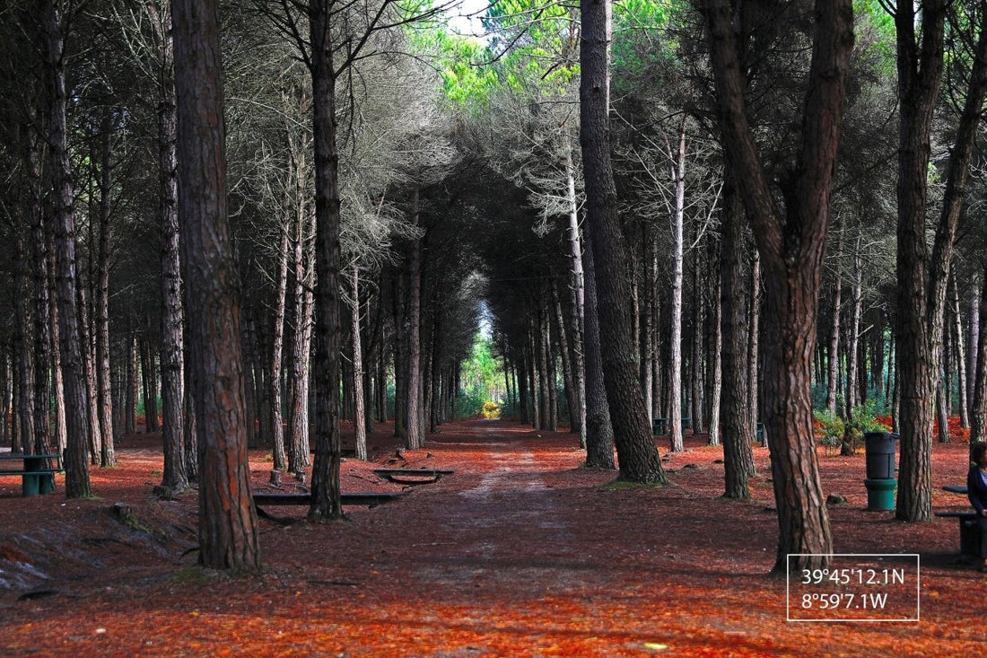 Help for the pine forest of Leiria - NIKIN CH