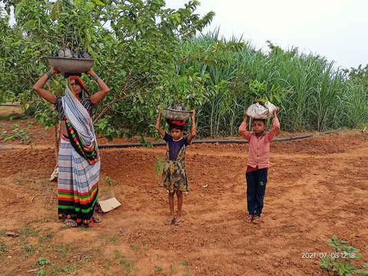 India 2022 : des arbres fruitiers pour lutter contre la faim - NIKIN CH