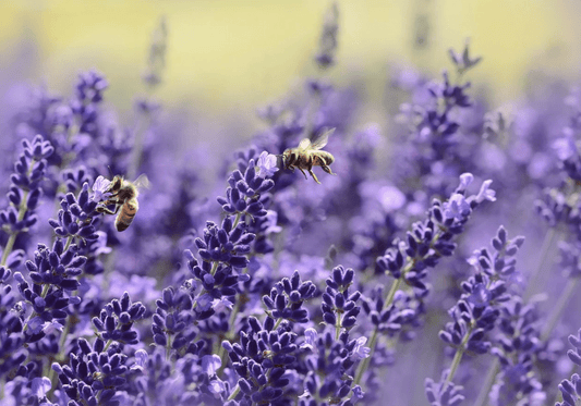 More than honey – so wichtig sind Bienen! - NIKIN CH