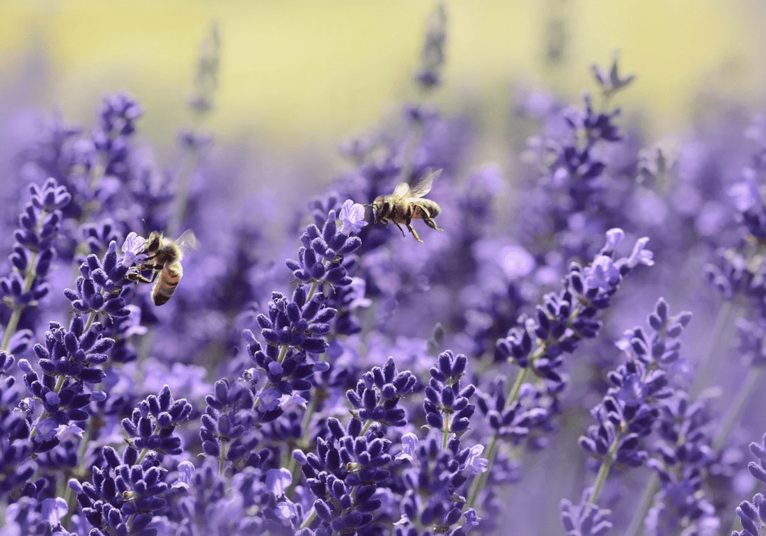 More than honey - bees are so important! - NIKIN CH