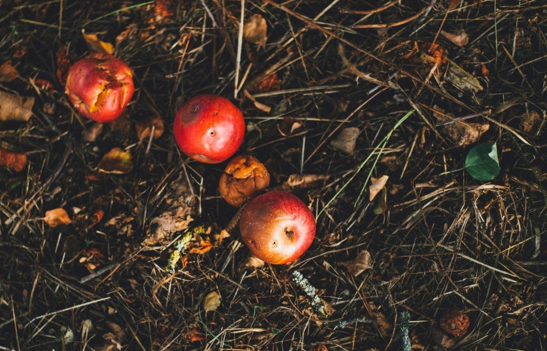 Jeter les restes de fruits dans la nature - peut-on le faire ? - NIKIN CH