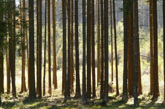 Du papier sans déforestation - c'est possible, en effet ! - NIKIN CH