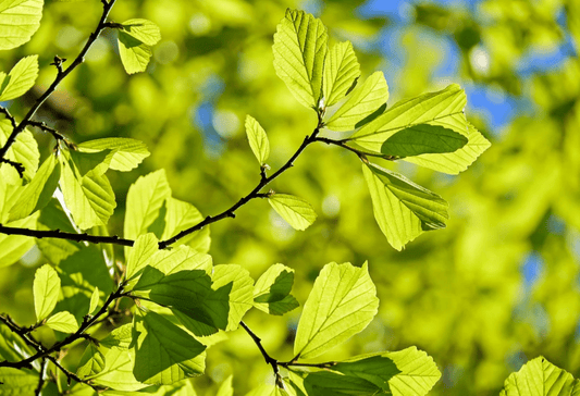 Photosynthese: Unsere Atemluft aus dem Wald - NIKIN CH