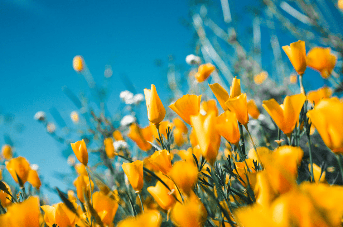 Get out into nature: great activities in spring - NIKIN CH