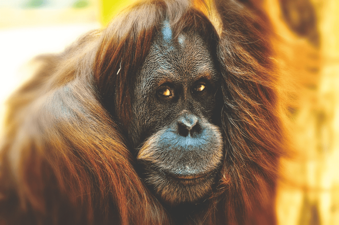 Tiere im Regenwald – unbekannter Artenreichtum in Gefahr - NIKIN CH