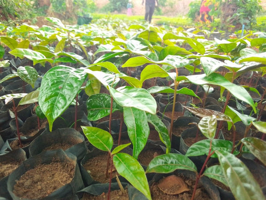 Our tree planting project in June: Malawi - NIKIN CH