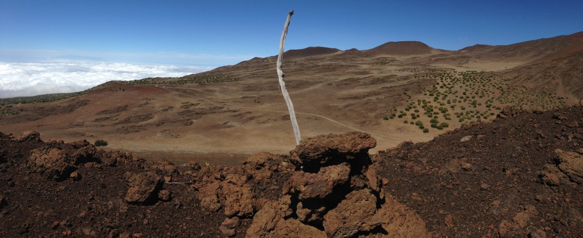Notre projet de plantation d'arbres en mai : Mauna Kea Restoration à Hawaii - NIKIN CH