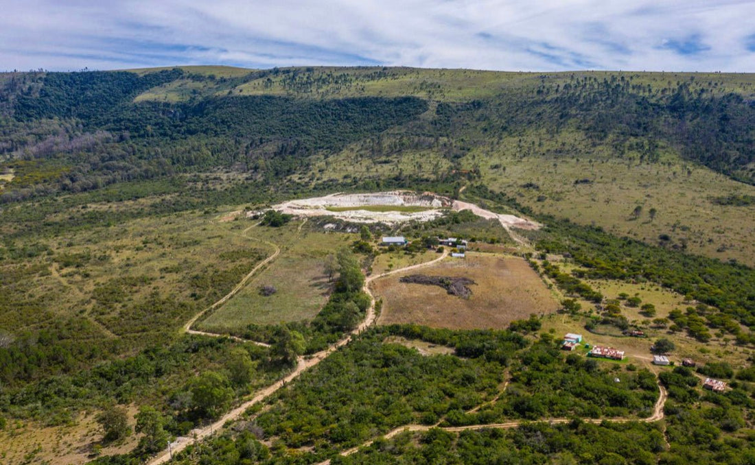 Notre projet de plantation d'arbres en octobre : Afrique du Sud - NIKIN CH