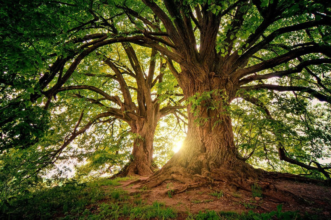 Our green roommates - 7 interesting facts about trees - NIKIN CH