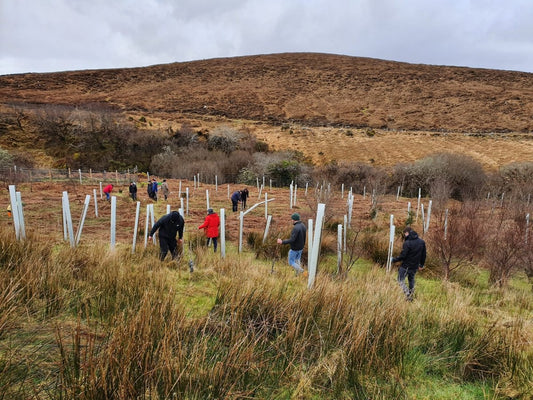 Our two tree planting projects in July: Ireland and Lithuania - NIKIN CH