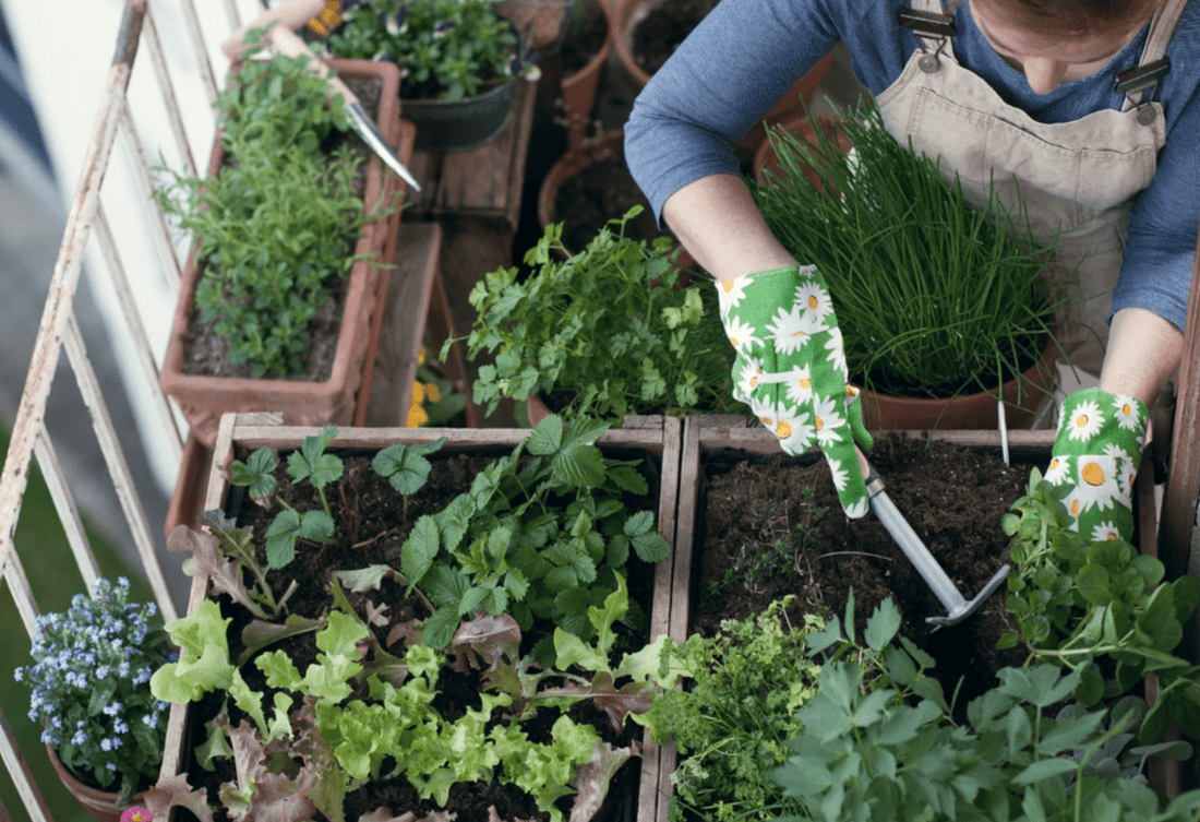 Urban Farming : Approvisionnement urbain par l'agriculture en ville - NIKIN CH