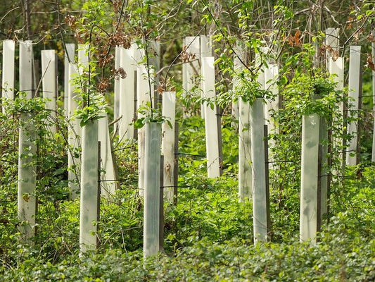 How many trees does the world need? - NIKIN CH