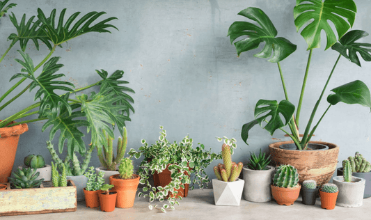 Houseplants - a piece of nature within your own four walls - NIKIN CH